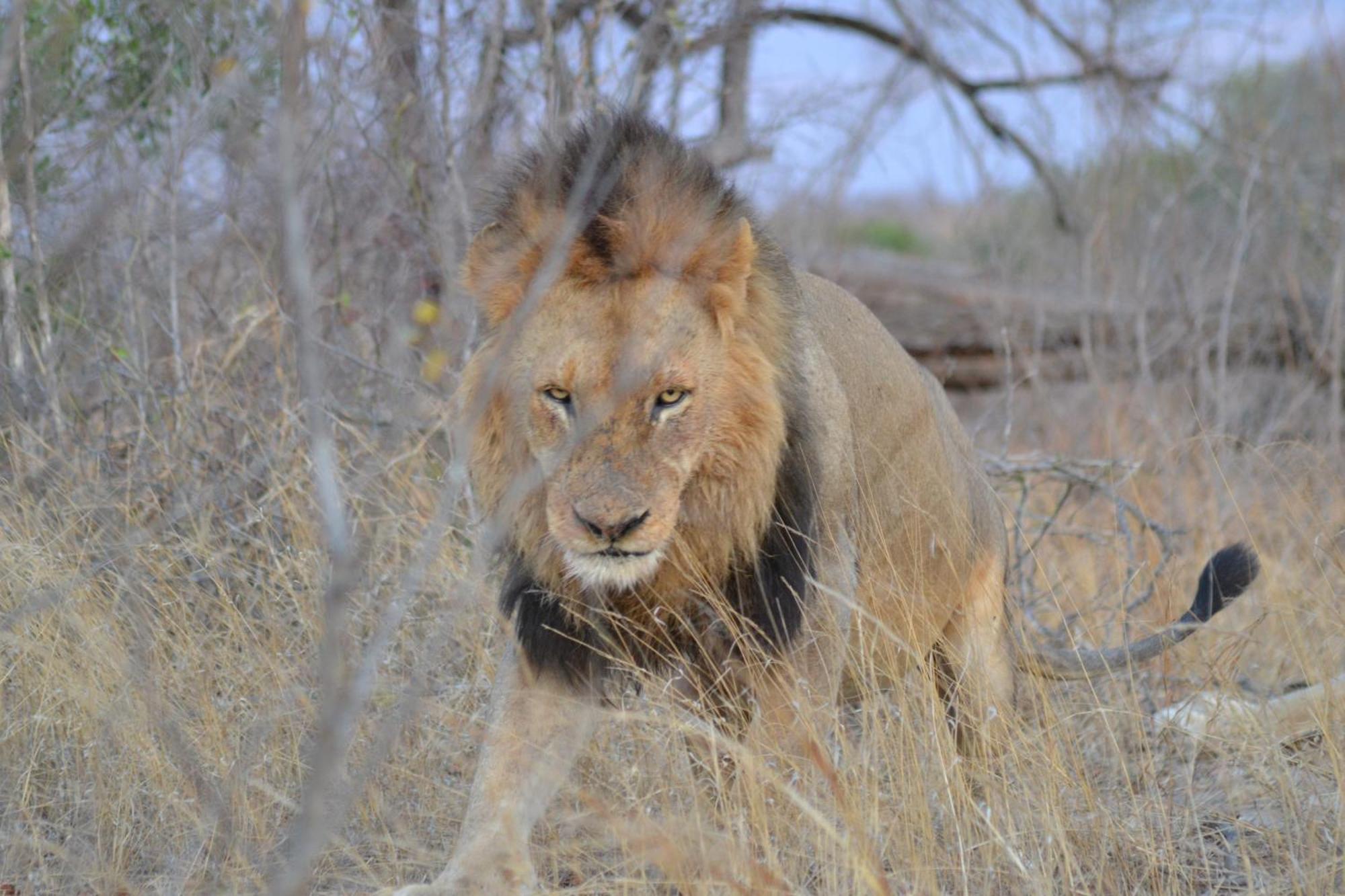 Yebo Safari Tents-Stay Inside Kruger Skukuza Eksteriør billede