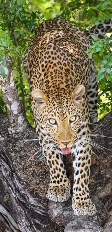Yebo Safari Tents-Stay Inside Kruger Skukuza Eksteriør billede
