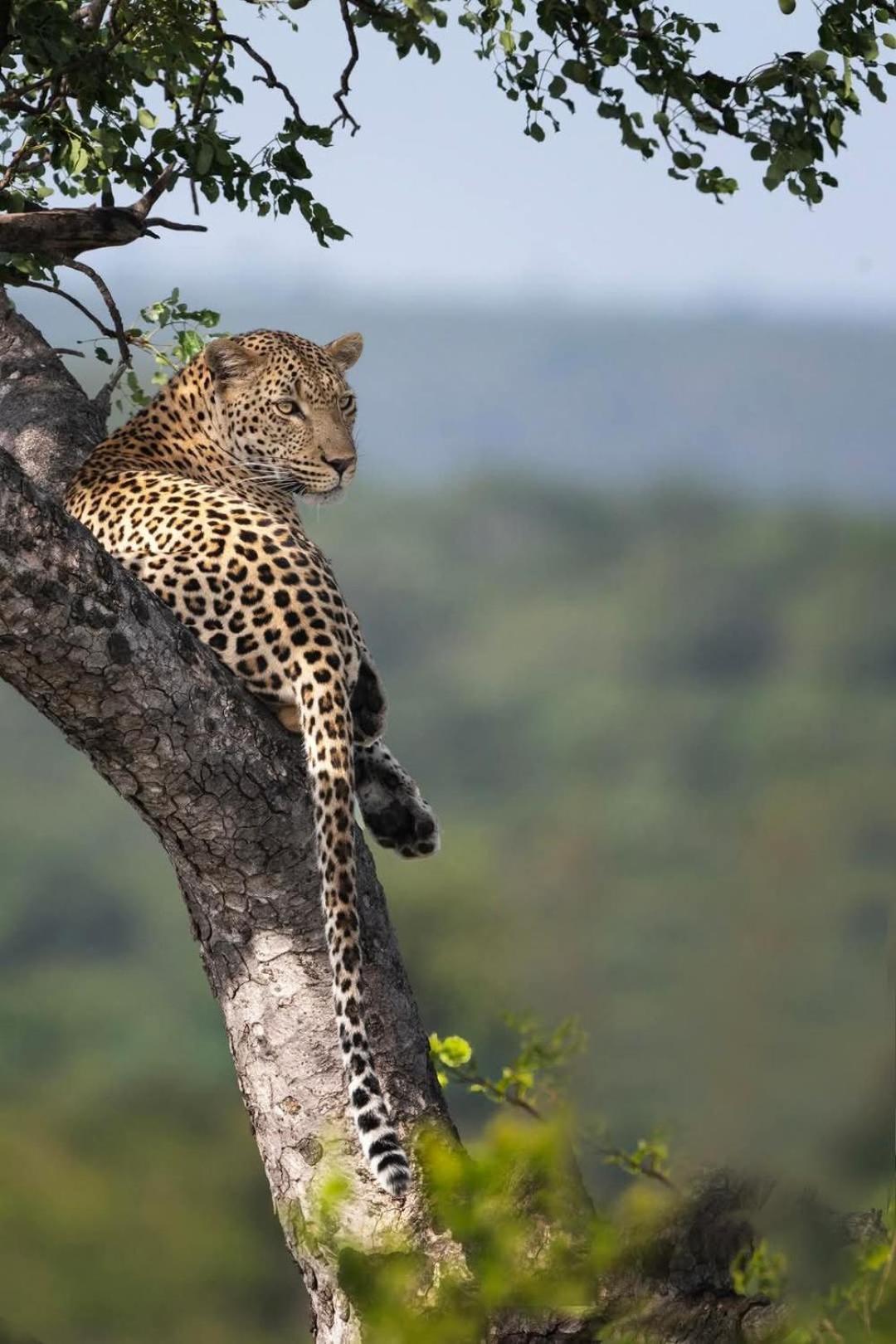 Yebo Safari Tents-Stay Inside Kruger Skukuza Eksteriør billede